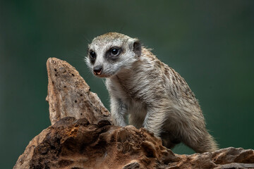 The Meerkat (Suricata suricatta) or Suricate is a small mongoose found in southern Africa. 