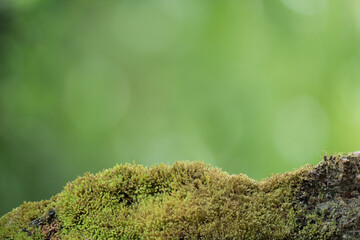 Fresh green moss on natural background.