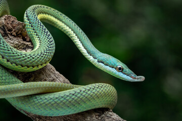 Baron's Green Racer (Philodryas baroni) is a rear-fanged venomous snake species with a remarkable 