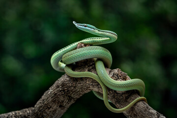 Baron's Green Racer (Philodryas baroni) is a rear-fanged venomous snake species with a remarkable...