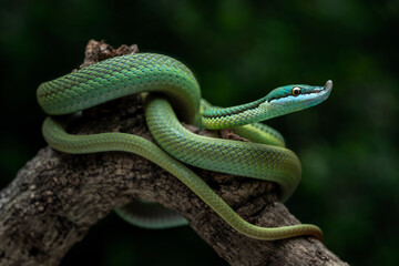 Baron's Green Racer (Philodryas baroni) is a rear-fanged venomous snake species with a remarkable 