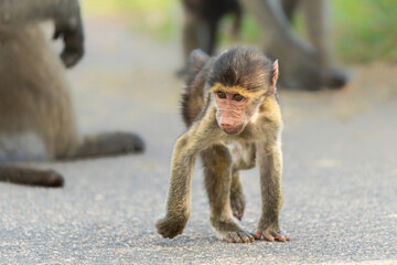 Young baboon hanging around and playing in Kruger National Park in South Africa