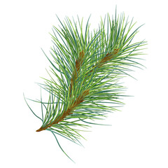 Pine branch digital watercolor style illustration isolated on white background. Cedar tree, conifer hand drawn. Element for Christmas design, invitation, card, 2023 new year design, holiday print