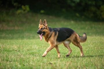 Naklejka na ściany i meble german shepherd dog on grass