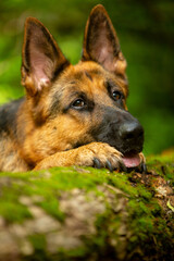 german shepherd portrait