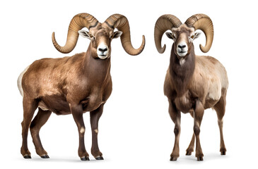 Bighorn ram portrait on isolated background