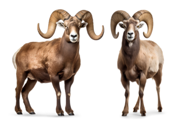 Bighorn ram portrait on isolated background