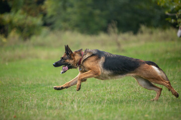 german shepherd dog on grass
