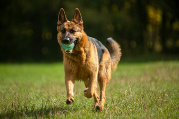 german shepherd dog on grass