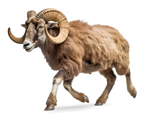 a running bighorn ram sheep on isolated background