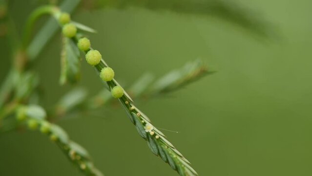 Egg woman or phyllanthus niruri branch fruits on natural background.