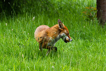 Urban Fox