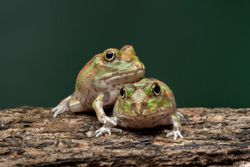 A pair of Chaco Horned Frog (Chacophrys pierottii) or Lesser Chini Frog. Chaco Horned Frog is a species of frog in the family Ceratophryidae. 