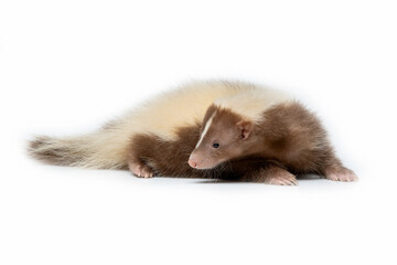 Skunk brown and cream-colored. The most common fur color of Skunks are black and white, and very few some skunks are brown and cream-colored.