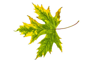 One autumn maple leaf isolated on a white