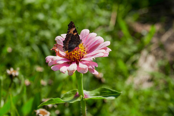 beautiful colorful meadow of wild flowers