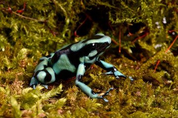 Goldbaumsteiger // Green Poison Frog (Dendrobates auratus) - Cahuita Nationalpark, Costa Rica