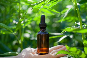 CBD Oil Extract with Fresh Medical Marijuana Plants