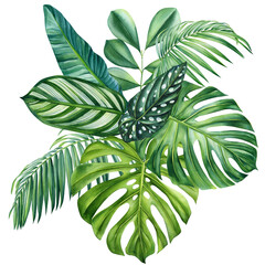 Tropical exotic palm leaves . Watercolor tropical leaf, green flora on a white background, jungle design, monstera leaf
