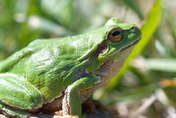 Green frog