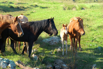 Herd of horses