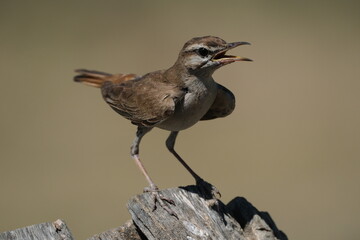 Cercotrichas galactotes - Rufous-tailed Scrub Robin