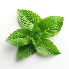 Fresh nature green mint leaf with water on white background. AI generated image