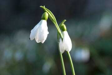 Snowdrop- spring white flower