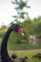 Obraz premium The Distinctive Beauty of a Black Swan with a White Spot on its Forehead