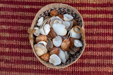 set of clam mollusk shells isolated background