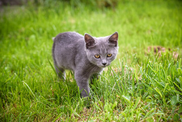 A small kitten is playing in the green grass and looking at the camera. A kitten is in the village learning to hunt. Playing with a cat outdoors