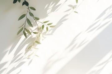 White wall background with branch leaves and hard sun shadow. Empty surface with copy space minimal summer backdrop