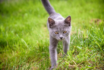 Naklejka na ściany i meble A small kitten is playing in the green grass and looking at the camera. A kitten is in the village learning to hunt. Playing with a cat outdoors