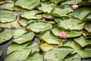 Water lily Nymphaeum - decoration of a pond in the garden. Flowers