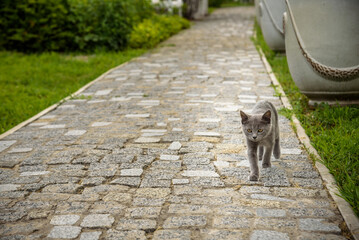 Interested gray cat on the street made from cobblestone. Kitten with tail up running to be the first