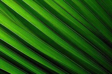 Tropical Macro Shot: Coconut Leaf Veins