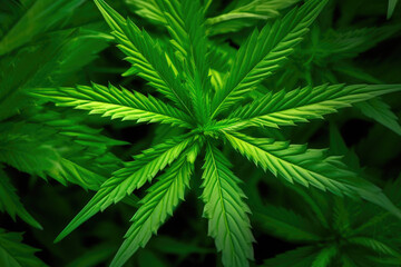 Vivid Marijuana Greenery