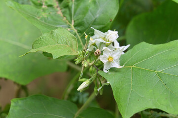 A Turkey Berry blossom and ready to bloom buds on top of the plant with leaves