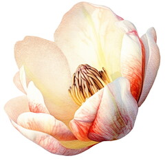 Beige peony flower. Watercolor illustration created with Generative Ai technology