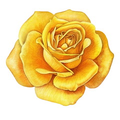 Yellow rose flower. Watercolor illustration created with Generative Ai technology