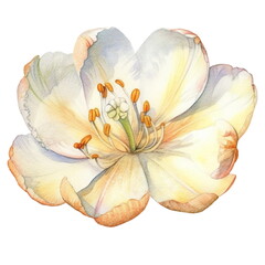 Yellow tulip flower. Watercolor illustration created with Generative Ai technology