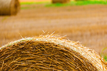 harvesting season with field of straw stacks