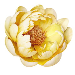 Yellow peony flower. Watercolor illustration created with Generative Ai technology