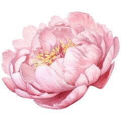 Pink peony flower. Watercolor illustration created with Generative Ai technology