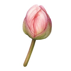 Pink flower blossom. Watercolor illustration created with Generative Ai technology