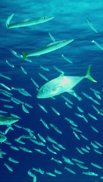 Vertical video, Jack fish chasing shoal of Barracudas in blue ocean, Slow motion. Yellowspotted Trevally fish swims behind school of Yellow-tailed Barracuda and silvering in sunlight