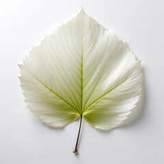 Nature white leaf on white background