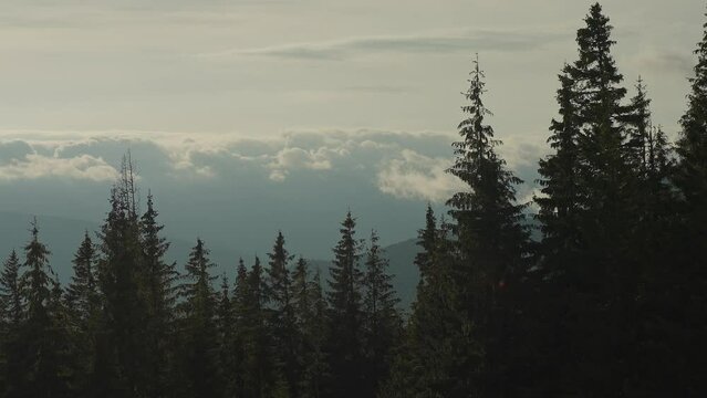 beautiful Misty foggy landscape with dark forest on mountain among low clouds. Gloomy atmospheric scenery with coniferous trees in mysterious dense fog.