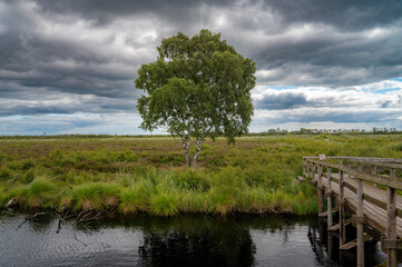 tree on the bank of river