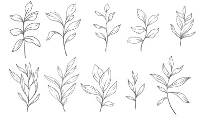 Fototapeta premium Greenery Line Art, Fine Line Leaves Hand Drawn Illustration. Botanical Coloring Page